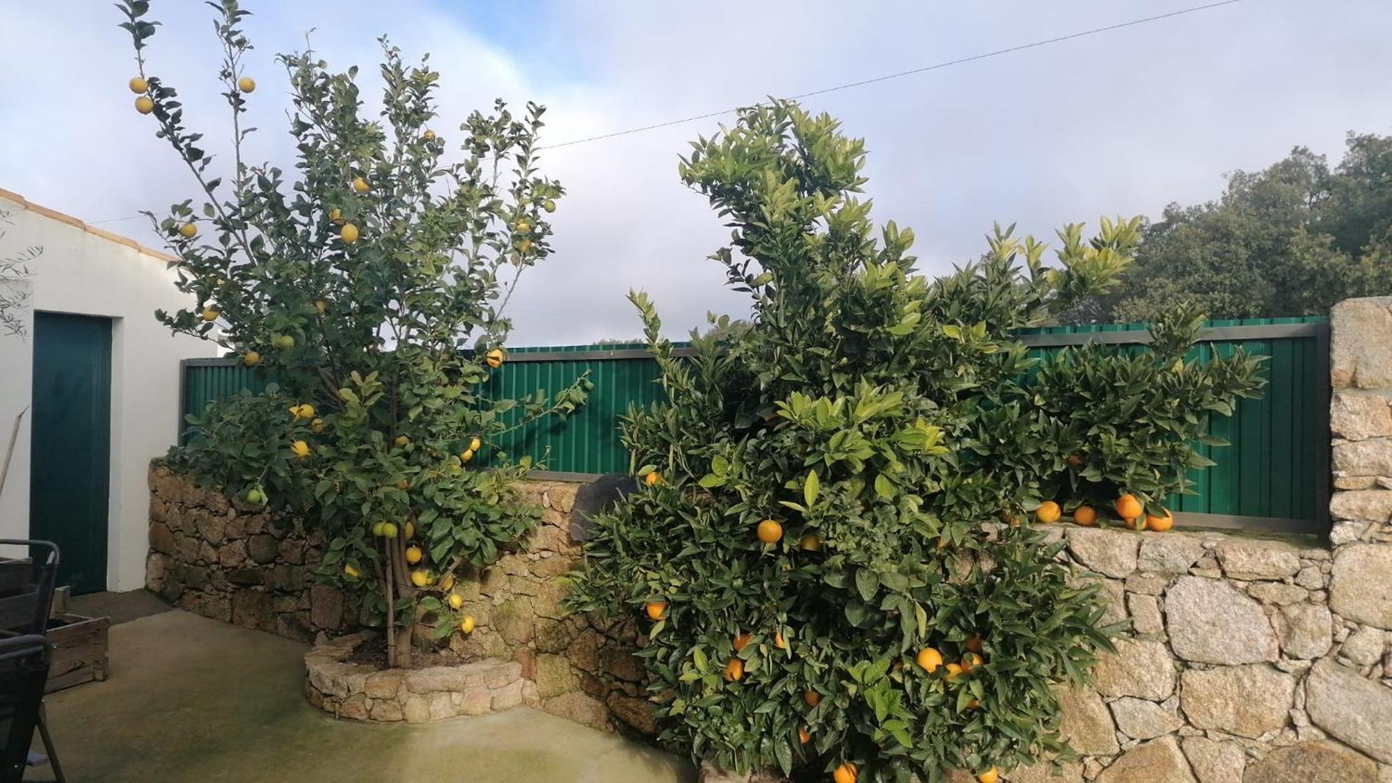 Casas De Marvao - Casa Do Ribeiro Villa Dış mekan fotoğraf